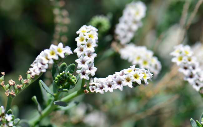 Heliotropium curassavicum, Salt Heliotrope, Southwest Desert Flora